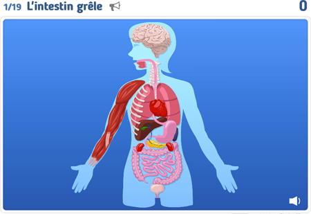 Jeux en ligne : Le corps humain et l'éducation à la santé - Sciences et technologie : 4eme Harmos