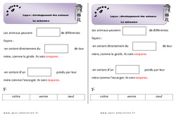 Naissance - Cours, Leçon - Séance 1 - Développement des animaux : 3eme Harmos - PDF à imprimer