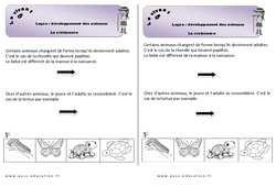 Croissance - Cours, Leçon - Séance 2 - Développement des animaux : 3eme Harmos - PDF à imprimer