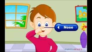 Cinq sens du corps humain - Anglais : 5ème, 6ème, 7ème Harmos