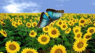 Métamorphose du papillon - Anglais : 5ème, 6ème, 7ème Harmos