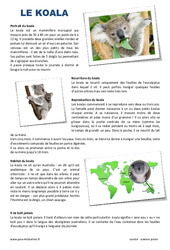 Koala - Lecture compréhension : 5ème Harmos - PDF à imprimer