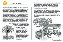 Le cerisier - Lecture compréhension - Histoire illustrée - Niveau 3 : 4ème Harmos - PDF à imprimer