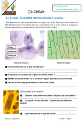 La cellule - Exercices : 8ème Harmos - PDF à imprimer