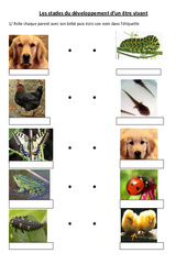 Stades du développement d'un être vivant - Exercices - Sciences : 5ème, 6ème Harmos - PDF à imprimer