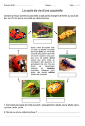 Cycle de vie de la coccinelle - Exercices - Sciences : 5ème, 6ème Harmos - PDF à imprimer