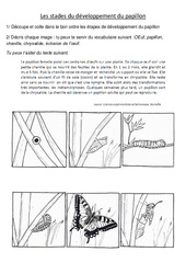Stades du développement du papillon - Exercices - Sciences : 5ème, 6ème Harmos - PDF à imprimer