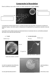 Comprendre la fécondation - Exercices - Sciences : 6ème, 7ème Harmos - PDF à imprimer