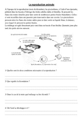 Reproduction animale - Exercices - Sciences : 6ème, 7ème Harmos - PDF à imprimer