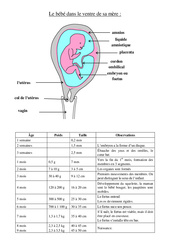 Schéma du foetus dans le ventre - Cours, Leçon - Sciences : 7ème Harmos - PDF gratuit à imprimer