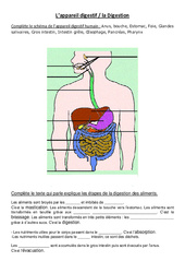 L'appareil digestif - Exercices - Sciences : 5ème, 6ème Harmos - PDF à imprimer