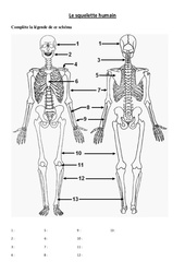 Squelette humain - Exercices - Sciences : 5ème, 6ème Harmos - PDF à imprimer