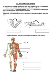 Muscles du corps humain - Exercices - Sciences : 5ème, 6ème Harmos - PDF à imprimer