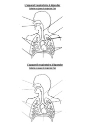 Appareil respiratoire à légender - Exercices - Sciences : 6ème, 7ème Harmos - PDF à imprimer