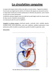 Comprendre la circulation sanguine - Exercices - Sciences : 7ème Harmos - PDF à imprimer