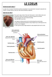 Qu'est - ce que le coeur - Exercices - Sciences : 7ème Harmos - PDF à imprimer