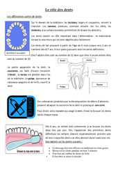 Le rôle des dents - Exercices - Sciences : 5ème Harmos - PDF à imprimer