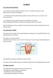 Les dents - Cours, Leçon - Sciences : 5ème Harmos - PDF gratuit à imprimer