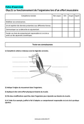 Le fonctionnement de l’organisme lors d’un effort musculaire - Exercices corrigés : 10ème Harmos - PDF à imprimer