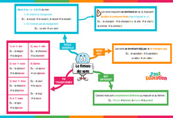 Féminin des noms - Carte mentale : 6ème Harmos - PDF à imprimer