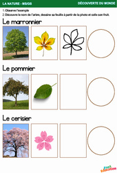 Les arbres fruitiers - La nature - Découverte du monde : 1ère, 2ème Harmos - PDF à imprimer