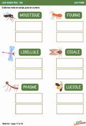 Script et cursive - Les insectes - Lecture : 2ème Harmos - PDF à imprimer