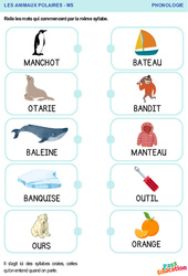 Animaux polaires - Phonologie : 1ère Harmos - PDF à imprimer