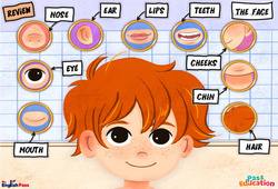 The Face - Cours, Leçon/Flashcard - Apprends l'anglais avec Kelly and James : 2ème Harmos, 3eme, 4ème, 5ème, 6ème, 7ème Harmos - PDF à imprimer