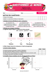 La croissance corporelle - Examen Evaluation - Apis & ses amis : 4ème Harmos - Cycle 2 - PDF à imprimer