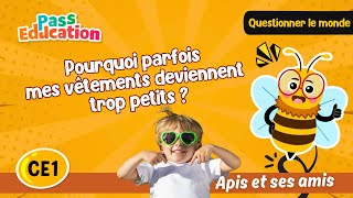 Pourquoi parfois mes vêtements deviennent trop petits ? - Vidéo - Apis & ses amis : 4ème Harmos