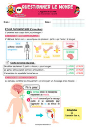 Le mouvement corporel - Exercices - Apis & ses amis : 3eme Harmos - Cycle 2 - PDF à imprimer