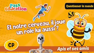 Et notre cerveau, il joue un rôle lui aussi ? - Vidéo - Apis & ses amis : 3eme Harmos