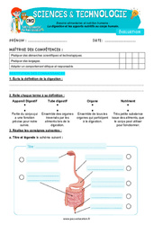 La digestion et les apports nutritifs au corps humain - Examen Evaluation - Edith Eprouvette : 7ème Harmos - PDF à imprimer