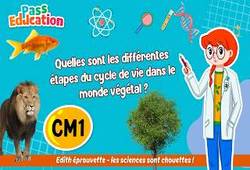 Vidéo Quelles sont les différentes étapes du cycle de vie dans le monde végétal&nbsp;? - Vidéo - Edith Eprouvette : 6ème Harmos