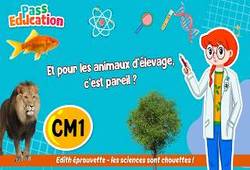 Vidéo Et pour les animaux d’élevage, quelles sont les étapes du cycle de vie&nbsp;? - Vidéo - Edith Eprouvette : 6ème Harmos