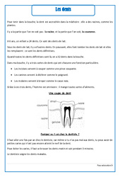 Dents - Cours, Leçon - Corps humain : 4ème Harmos - PDF gratuit à imprimer