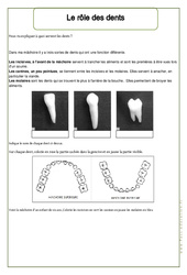 Rôle des dents - Exercices - Corps humain - Sciences : 4ème Harmos - PDF à imprimer