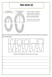 Mes dents (2) - Exercices - Corps humain - Sciences : 4ème Harmos - PDF à imprimer