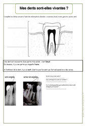 Mes dents sont - elles vivantes - Exercices - Corps humain - Sciences : 4ème Harmos - PDF à imprimer