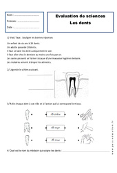 Dents - Examen Evaluation : 4ème Harmos - PDF à imprimer