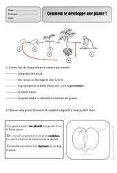 Comment se développe une plante - Les végétaux - Exercices - Découverte du monde : 4ème Harmos - PDF à imprimer