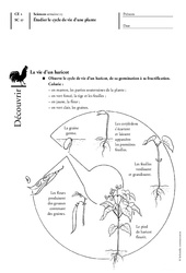 Cycle de vie d'une plante - Les végétaux - Exercices - Découverte du monde : 4ème Harmos - PDF à imprimer