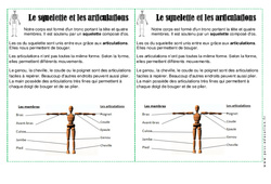 Squelette - Articulations - Corps Humain - Cours, Leçon : 4ème Harmos - PDF gratuit à imprimer