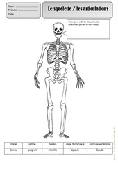 Squelette - Corps Humain - Exercices - Découverte du monde : 4ème Harmos - PDF à imprimer