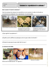 Reproduction des animaux - Monde animal - Exercices - Découverte du monde : 4ème Harmos - PDF à imprimer