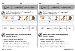 Adaptation des animaux à leur milieu - Exercices - Découverte du monde : 3eme Harmos - PDF à imprimer