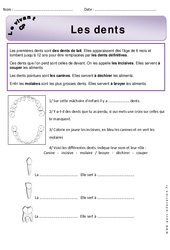 Dents - Exercices - Découverte du monde : 3eme Harmos - PDF à imprimer