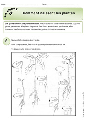 Comment naissent les plantes - Exercices - Découverte du monde : 3eme Harmos - PDF à imprimer