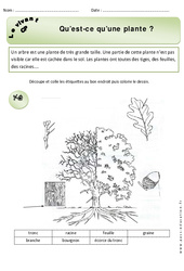 Qu'est - ce qu'une plante - Exercices - Découverte du monde : 3eme Harmos - PDF à imprimer