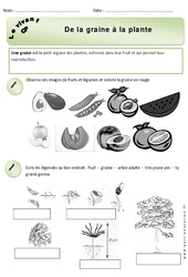 De la graine à la plante - Exercices - Découverte du monde : 3eme Harmos - PDF à imprimer